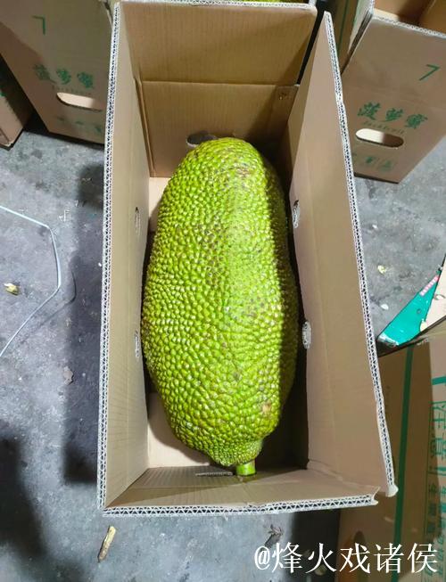 菠萝蜜在线视频观看